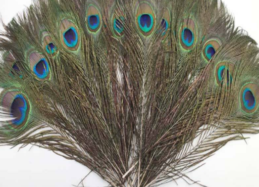 the feathers of a Peacock