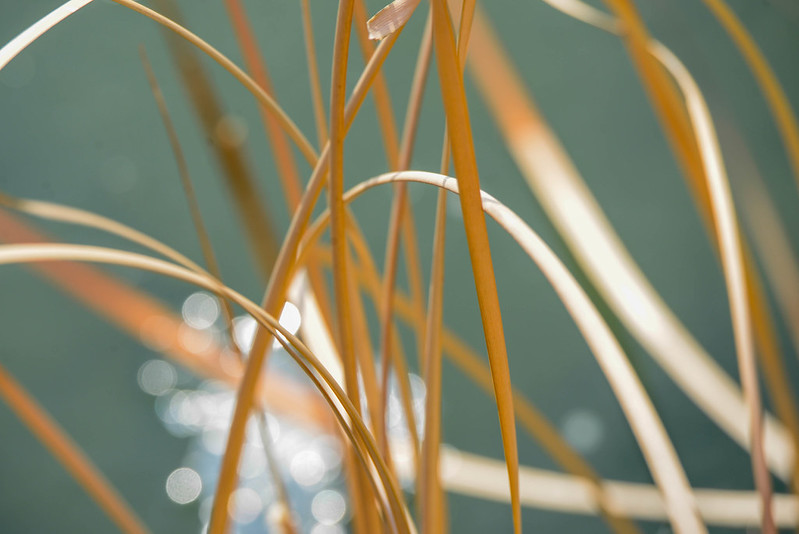 reed nearby water